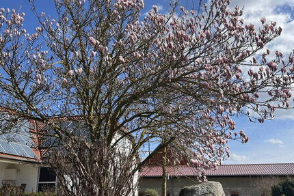 Haus Frellstedt - 7 Zimmer, 210 m&sup2;, 399.000&euro; | Angebot:26015820