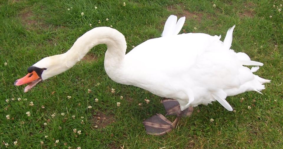 Etagenwohnung Salzgitter - 3 Zimmer, 60 m&sup2;, 450&euro; | Angebot:26034363