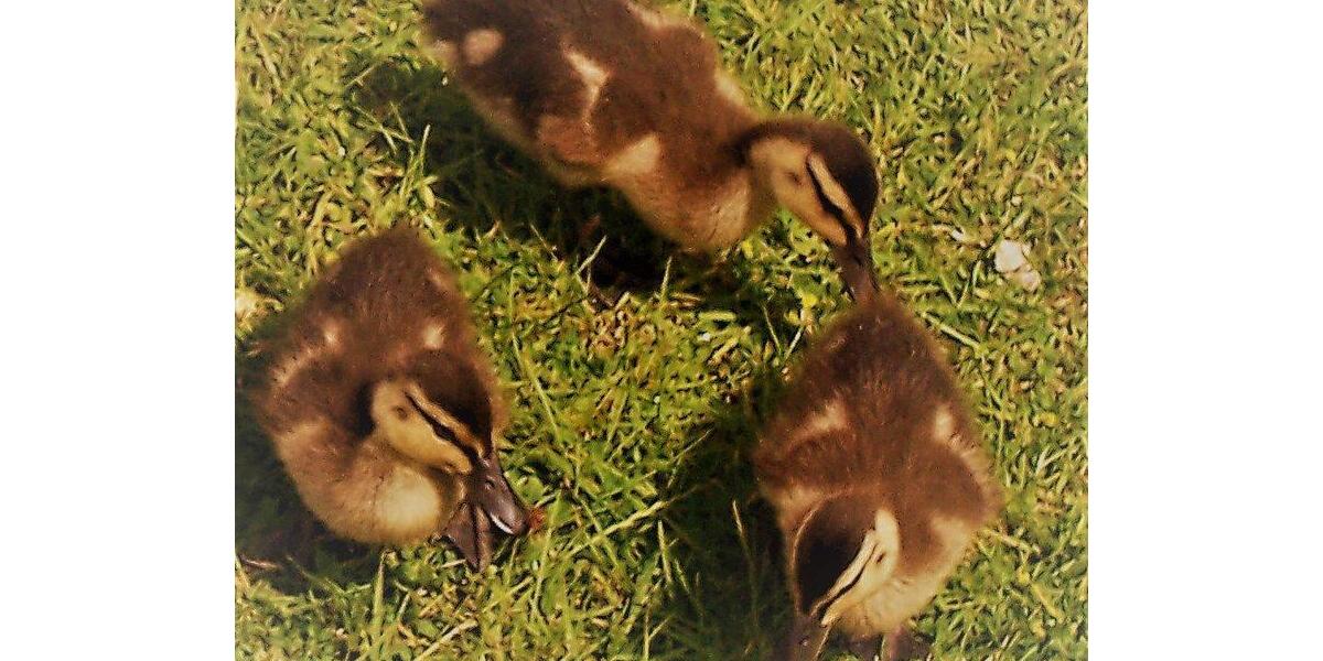 Etagenwohnung Salzgitter - 3 Zimmer, 60 m&sup2;, 450&euro; | Angebot:26034363