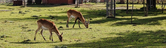 Tierpark Essehof Braunschweig Niedersachsen Wildtiere Natur Familie