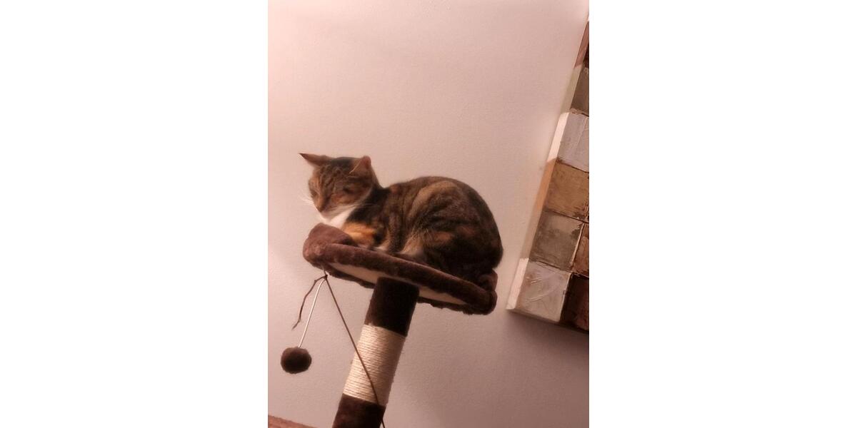 Einfamilienhaus Braunschweig Wabe-Schunter-Beberbach - 6 Zimmer, 154 m&sup2;, 549.000&euro; | Angebot:26063131