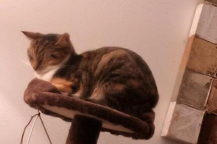 Haus Braunschweig Wabe-Schunter-Beberbach - 6 Zimmer, 154 m&sup2;, 549.000&euro; | Angebot:26063131