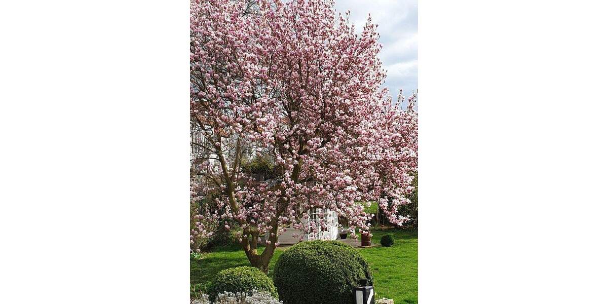 Einfamilienhaus Wolfenbüttel Stadtgebiet - 8 Zimmer, 230 m&sup2;, 860.000&euro; | Angebot:25711093