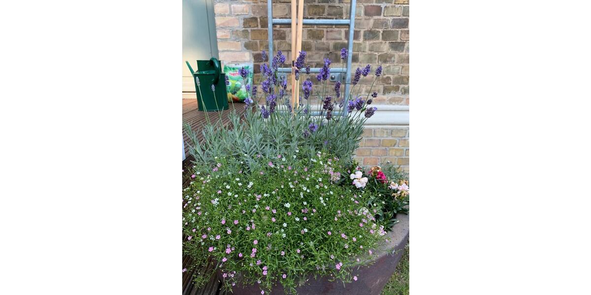 Hochparterre Braunschweig Nordstadt - 5 Zimmer, 175 m&sup2;, 869.000&euro; | Angebot:26038776