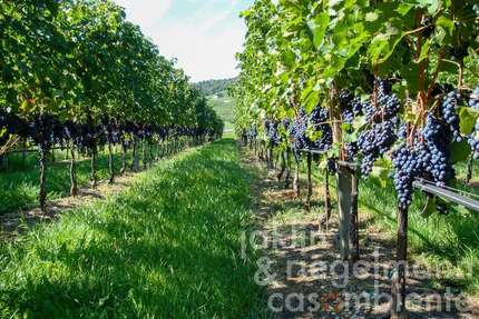 Haus Trento Westliches Ringgebiet - 8 Zimmer, 489 m&sup2;, 8.950.000&euro; | Angebot:22468673