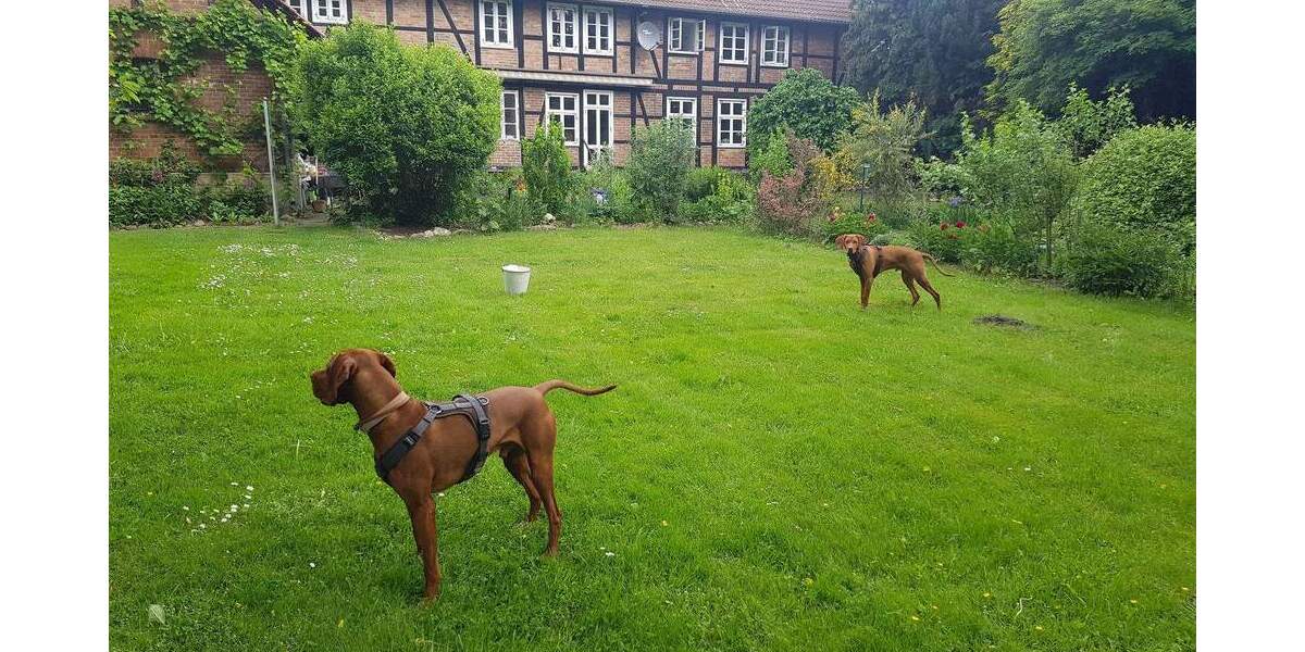 Bauernhaus, Landhaus Cremlingen Weddel - 1 Zimmer, 316 m&sup2;, 890.000&euro; | Angebot:25667755