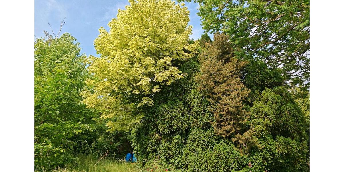 Mehrfamilienhaus, Wohnhaus Wolfenbüttel Adersheim - 8 Zimmer, 240 m&sup2;, 320.000&euro; | Angebot:26479345