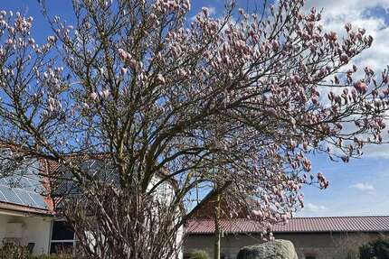 Haus Frellstedt - 7 Zimmer, 210 m&sup2;, 415.000&euro; | Angebot:26032471