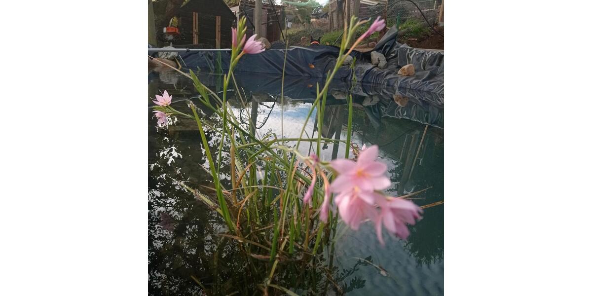 Bauernhaus, Landhaus Langelsheim Ostlutter - 6 Zimmer, 160 m&sup2;, 97.000&euro; | Angebot:25017456